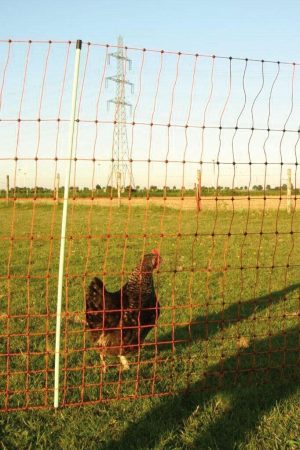 Malla para Gallinas